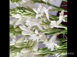 augmented_Polianthes tuberosa flower2_rotated_90.jpeg